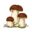 www.mushroom-appreciation.com
