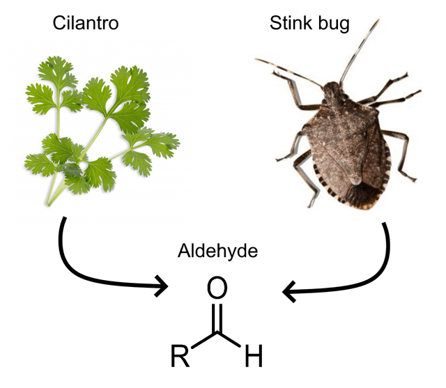 r/FuckCilantro - Fun fact: both cilantro and stink bug share Aldehyde (a chemical that smells like soap)