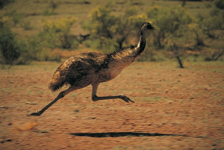 Emu Wars