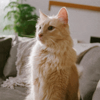 No Way Cat GIF by Hill's Pet Nutrition