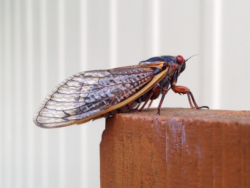 cicada sitting on a wall