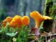 Chanterelles whose growth time is slow