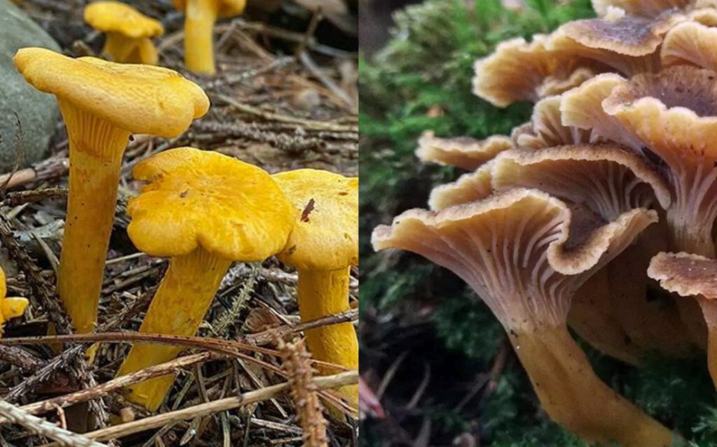 Photo of chanterelle and chanterelle and their differences