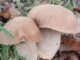 Typical summer mushrooms, Boletus reticulatus