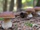 Autumn mushrooms par excellence, porcini mushrooms