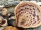 Scaly polypore on dead wood