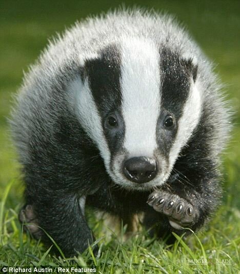 badger