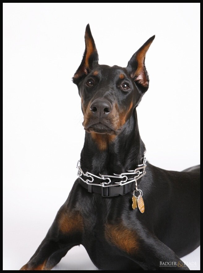 Dobby The Dobermann