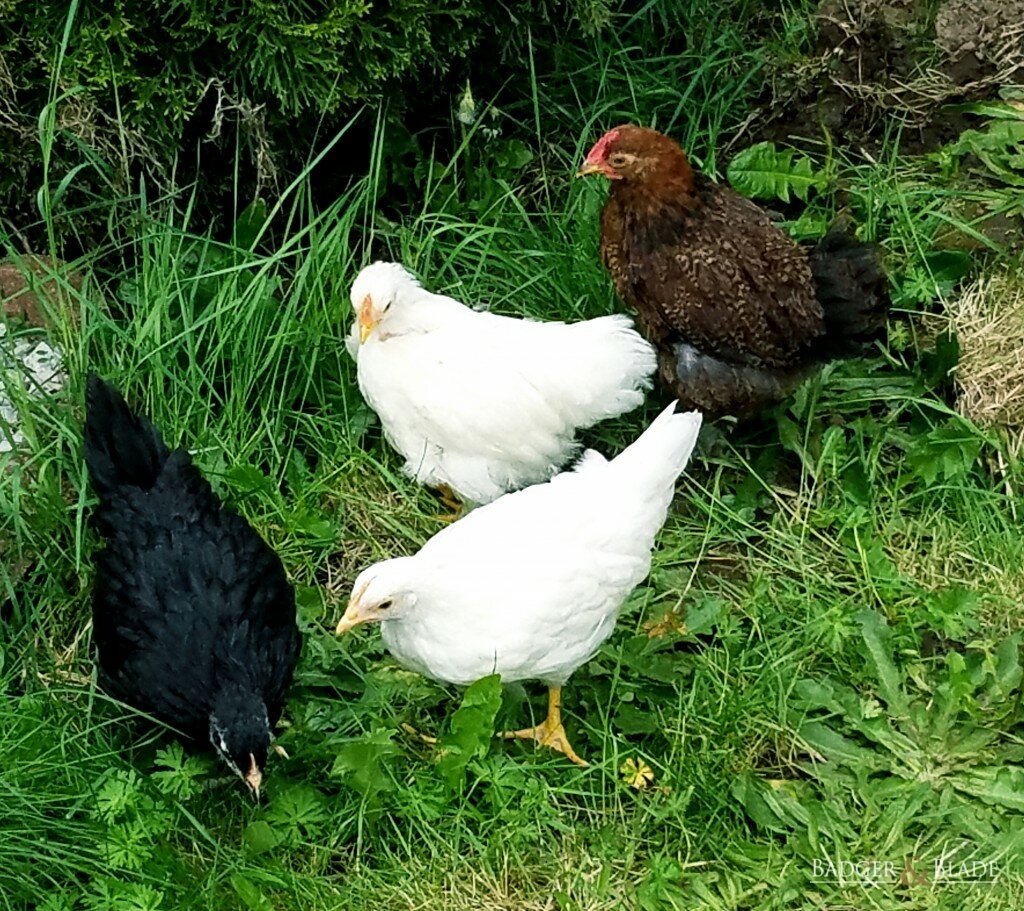 My chickens